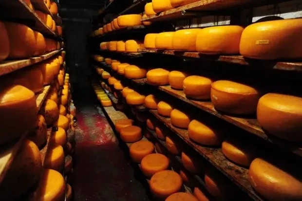 cheese.webp