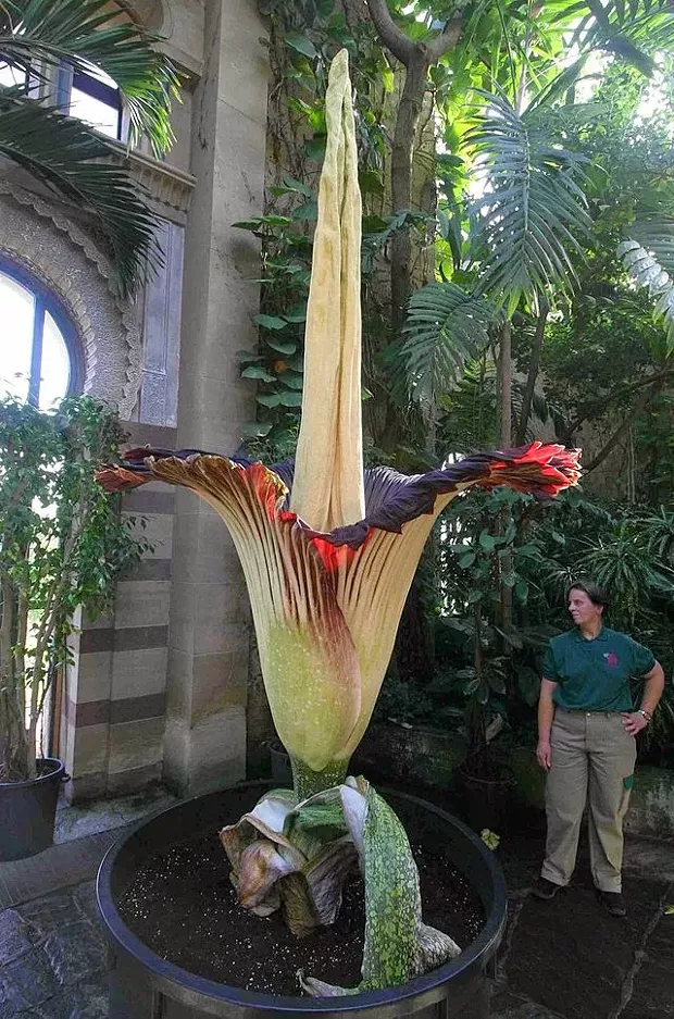 corpseflower.webp